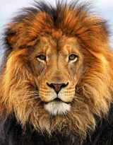 披头散发的雄性狮子图片