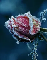 血色玫瑰，情人专属，示爱花卉“玫瑰花”图片