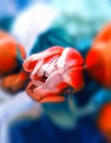 各种颜色唯美的郁金香花图片大全