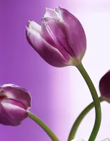 紫色唯美的郁金香图片