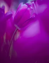 紫色唯美的郁金香图片