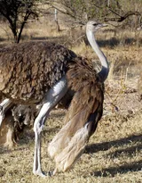 跑步小能手-鸵鸟图片