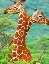 动物模特长颈鹿动物图片大全