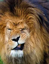 披头散发的雄性狮子图片