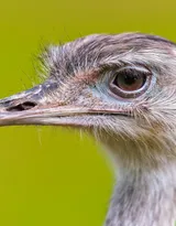 跑步小能手-鸵鸟图片