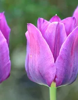 紫色唯美的郁金香图片