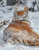 万兽之王“虎”老虎的高清图片