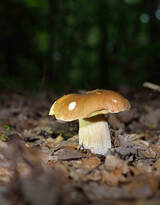 森林里的各种类蘑菇的高清图片