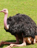 跑步小能手-鸵鸟图片