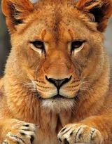 披头散发的雄性狮子图片