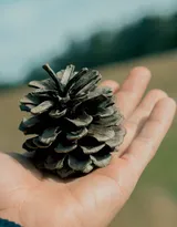 松鼠的美食“松果”的图片