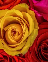 血色玫瑰，情人专属，示爱花卉“玫瑰花”图片