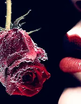 血色玫瑰，情人专属，示爱花卉“玫瑰花”图片