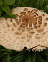 森林里的各种类蘑菇的高清图片