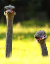 跑步小能手-鸵鸟图片