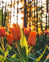 各种颜色唯美的郁金香花图片大全