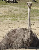 跑步小能手-鸵鸟图片