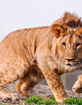 披头散发的雄性狮子图片