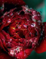 血色玫瑰，情人专属，示爱花卉“玫瑰花”图片