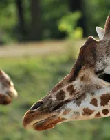 动物模特长颈鹿动物图片大全