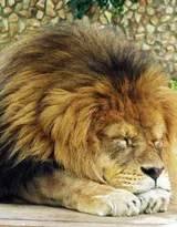 披头散发的雄性狮子图片