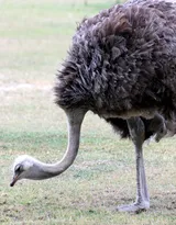 跑步小能手-鸵鸟图片