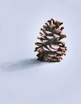 松鼠的美食“松果”的图片