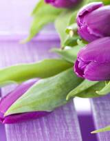 紫色唯美的郁金香图片