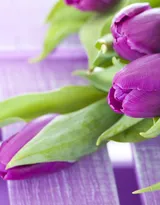 紫色唯美的郁金香图片