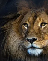 披头散发的雄性狮子图片