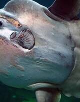 翻车鱼水底摄影图片，形状最奇特的鱼之一