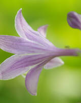 紫玉簪花朵图片，淡蓝色的紫玉簪花好看图片