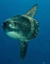 翻车鱼水底摄影图片，形状最奇特的鱼之一