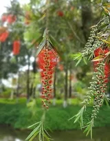 红色串钱柳摄影图片，城市园林常见的观赏性植物花卉