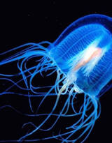 灯塔水母图片，寿命最长的生物灯塔水母水下图片