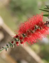 红色串钱柳摄影图片，城市园林常见的观赏性植物花卉