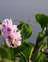水葫芦摄影图片-浮水草本植物水葫芦叶子和花朵图片
