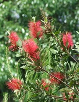 红色串钱柳摄影图片，城市园林常见的观赏性植物花卉