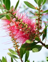 红色串钱柳摄影图片，城市园林常见的观赏性植物花卉