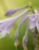 紫玉簪花朵图片，淡蓝色的紫玉簪花好看图片