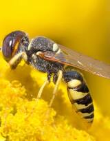 蜜蜂图片，正在采花蜜的蜜蜂唯美摄影图片