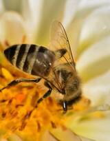 蜜蜂图片，正在采花蜜的蜜蜂唯美摄影图片