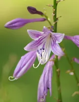 紫玉簪花朵图片，淡蓝色的紫玉簪花好看图片