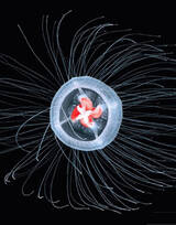 灯塔水母图片，寿命最长的生物灯塔水母水下图片