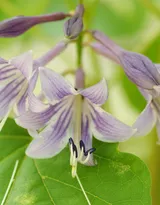 紫玉簪花朵图片，淡蓝色的紫玉簪花好看图片