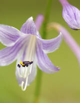 紫玉簪花朵图片，淡蓝色的紫玉簪花好看图片