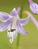 紫玉簪花朵图片，淡蓝色的紫玉簪花好看图片