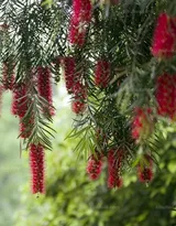 红色串钱柳摄影图片，城市园林常见的观赏性植物花卉