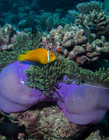 野生珊瑚，美丽的珊瑚礁，小丑鱼图片