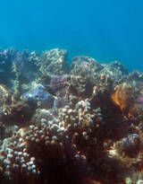 野生珊瑚，美丽的珊瑚礁，小丑鱼图片